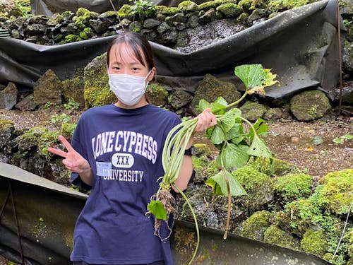 世界農業遺産の「本わさび」収穫体験