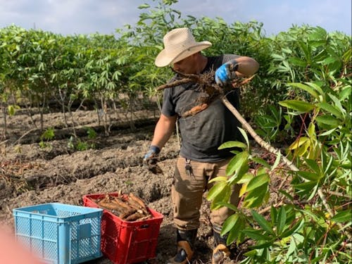 湖南市ブラジル人キャッサバ農家さん
