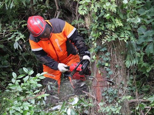 木を伐り倒すためにチェンソーで受け口を入れている作る作業
