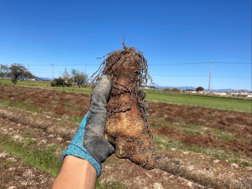 黒川さんの畑で収穫させていただいた山芋
