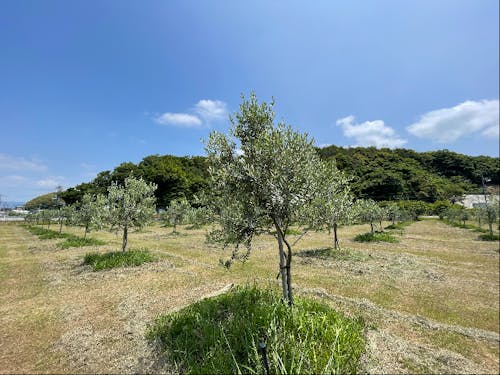 イタリアーノひらおの取組みの一環としてオリーブを栽培