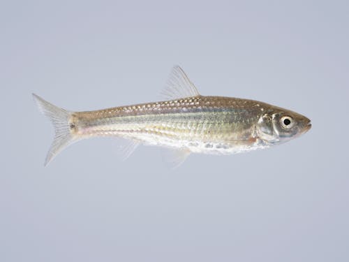 休耕田で育ったホンモロコ