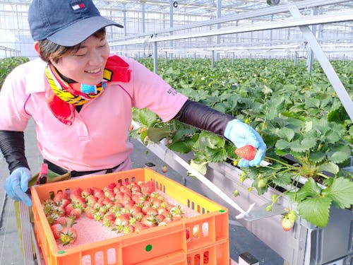 ネクサスファームでの農作業の様子