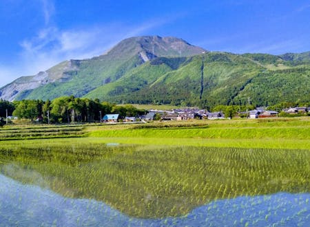初夏 田んぼに映り込む伊吹山