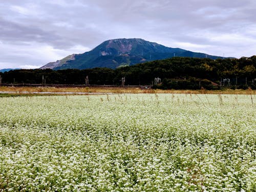 伊吹そばの花と伊吹山 新幹線も走っている撮り鉄さんスポット