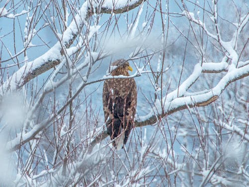 雪の中木の枝にたたずむオジロワシ