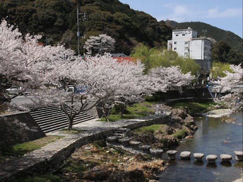 温泉街の中心を流れる音信川（おとなしがわ）