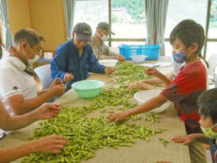 朝来市上八代地区で黒大豆枝豆の選別作業をしています。