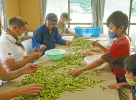 朝来市上八代地区で黒大豆枝豆の選別作業をしています。