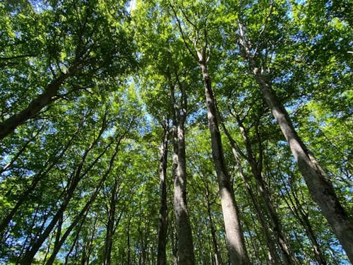 いろんな人が関わって整備しているブナ林