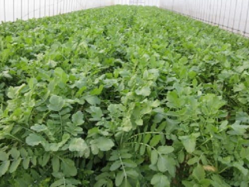 大和の伝統野菜「祝いだいこん」