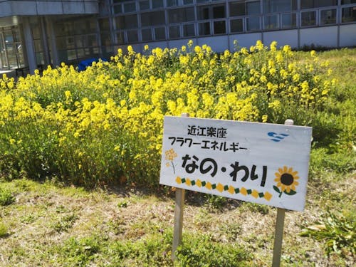 菜の花から再生可能エネルギー(バイオ燃料精製)