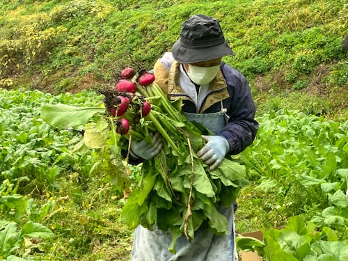 11月の収穫体験の様子