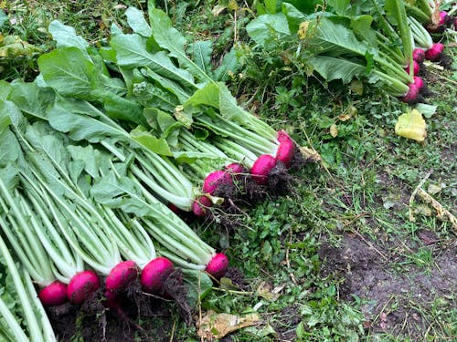 収穫後の赤かぶ