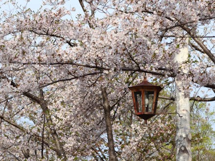 日本最北限のソメイヨシノの群生地・東明公園の桜