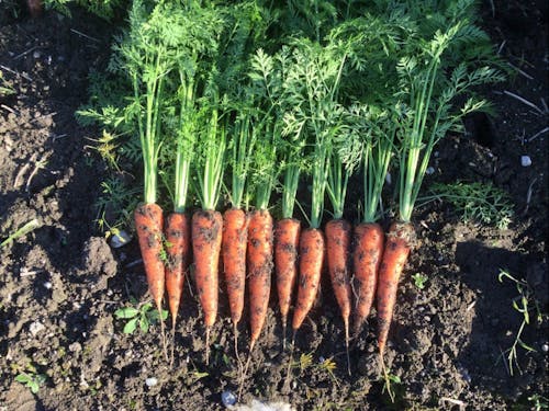 掘りたてのにんじん