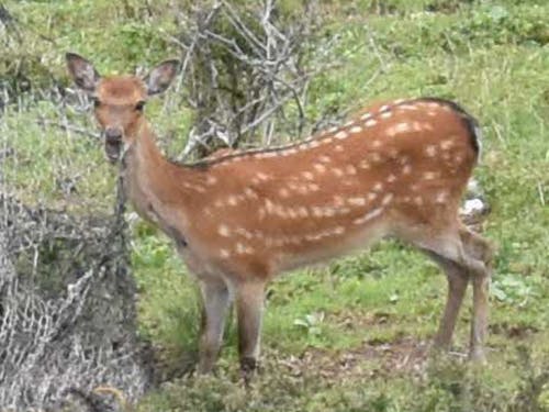 伊吹山頂で獣害策を食べる鹿