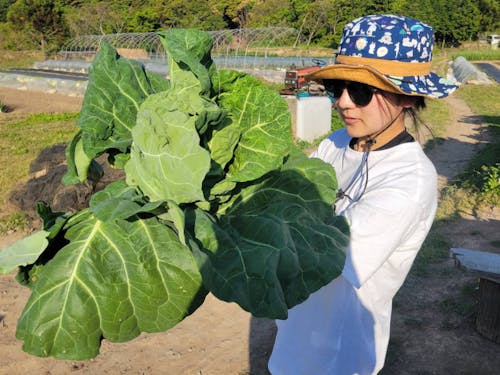 キャベツの収穫