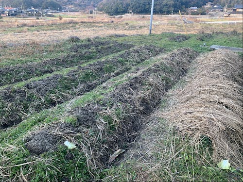 平生町で自然農を実践されている方の畑