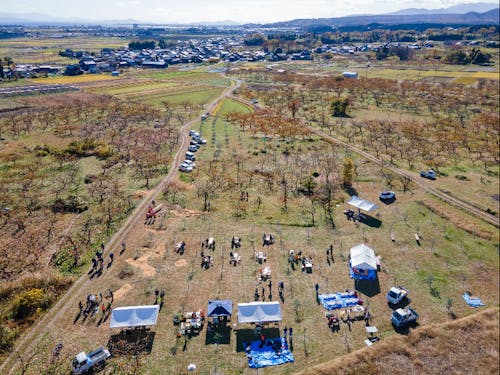 柿園に囲まれるオリーブ園(手前)で開催のイベント