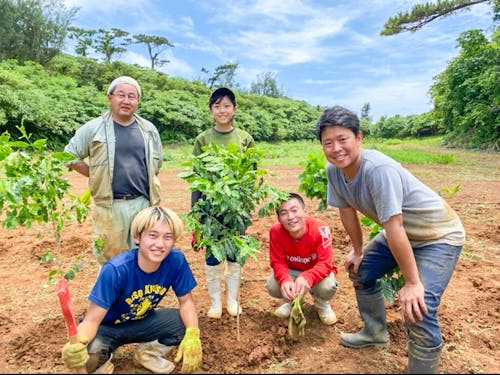 伊良部島でコーヒー栽培に挑戦しています
