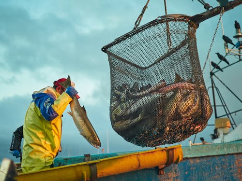 鮭漁荷揚げの見学