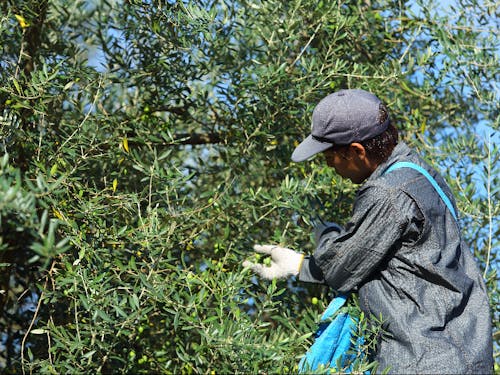 人の手で1つ1つ確認しながら丁寧に収穫します
