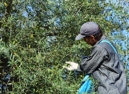 人の手で1つ1つ確認しながら丁寧に収穫します
