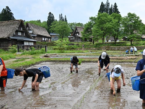 棚田オーナーによる田植え体験の時の風景