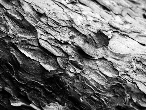 「樹皮」
