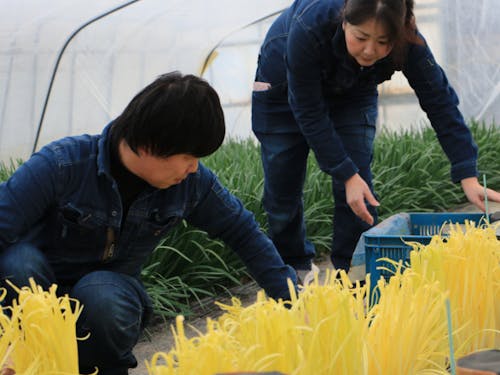 地域おこし協力隊が提案した金色のにらは、今や高級なレストランからの引き合いが多数