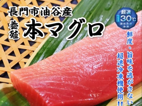 長門が誇る油谷産養殖本マグロ