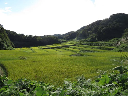 川谷地区の棚田