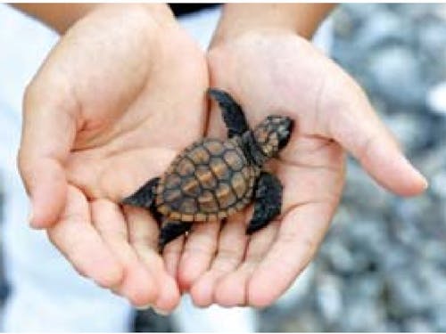 ウミガメの保護啓発活動にも力を入れている紀宝町