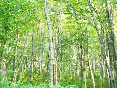 温身平のブナ林