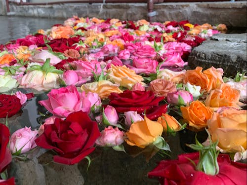 女性に大人気のバラ風呂