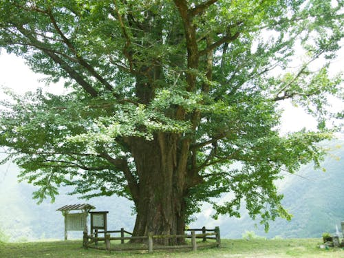 地域のシンボルの大イチョウ