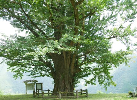 地域のシンボルの大イチョウ