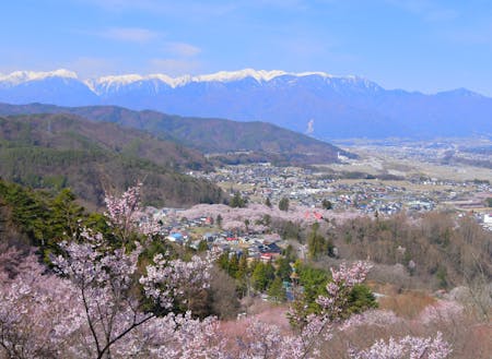 もうすぐ桜が咲きます！アルプスの残雪と高遠の桜の共演が見られるのは伊那市でだけ！
