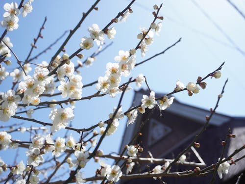 長浜市でもそろそろ梅が満開です。