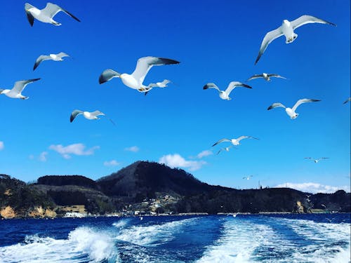 フェリーに乗ってウミネコの餌やり@唐桑半島