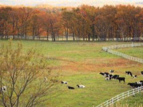 那須高原にのびのび暮らす牛たち