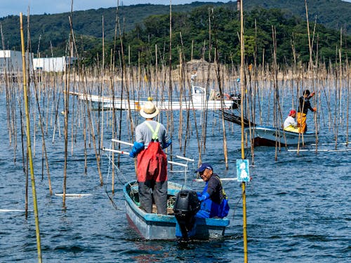牡蠣の養殖現場
