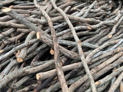 採取されたばかりのウバメガシ(姥目樫)