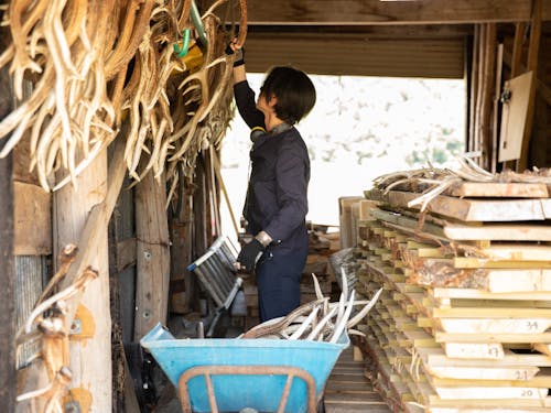 鹿の角の下準備(元・協力隊/Northern Alchemyの山崎哲平さん)