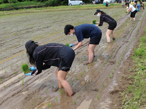 田植え体験の風景