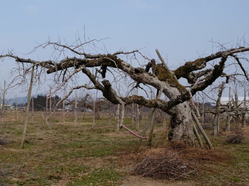 樹齢約70年のリンゴの木 枝ぶりが立派です