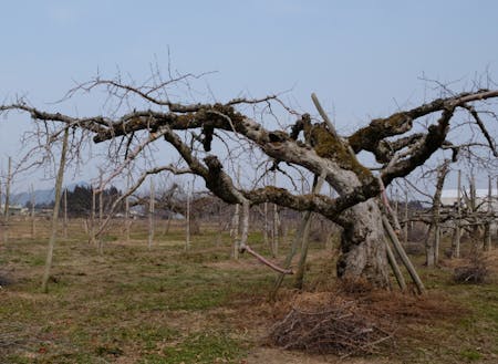 樹齢約70年のリンゴの木　枝ぶりが立派です