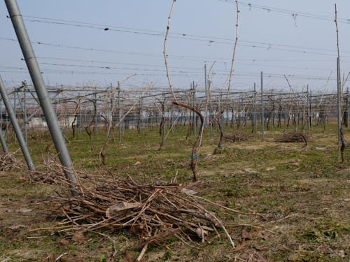 ブドウの木 手前は剪定した枝です