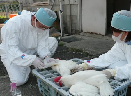 鳥インフルエンザの予防のため鶏の採血をしているところ